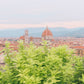 Magical Florence - Florence, Italy