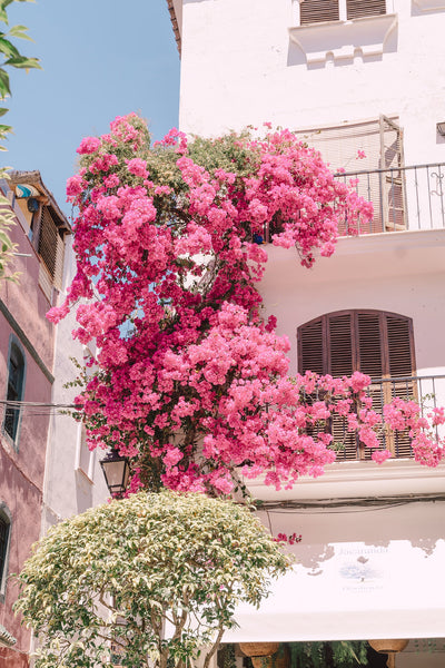 Marbella Flowers - Marbella, Spain